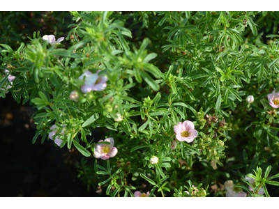 Potentilla fruticosa