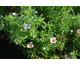 Potentilla fruticosa