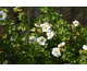 Potentilla fruticosa