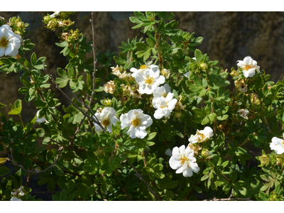 Potentilla fruticosa