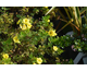 Potentilla fruticosa Double Punch Gold ®