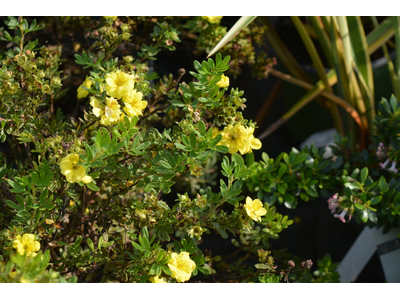 Potentilla fruticosa