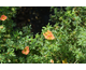 Potentilla fruticosa Marian Red Robin ®