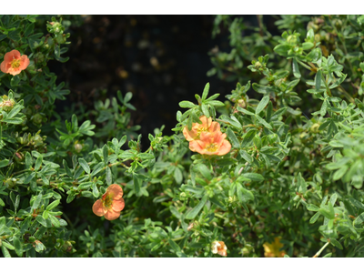 Potentilla fruticosa