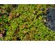 Potentilla nepalensis