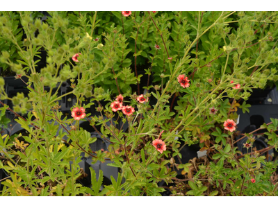 Potentilla nepalensis