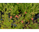 Potentilla nepalensis Roxana