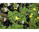 Potentilla recta Warrenii