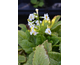 Primula japonica Alba