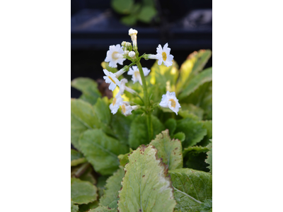 Primula japonica