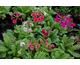 Primula japonica Deluxe mix