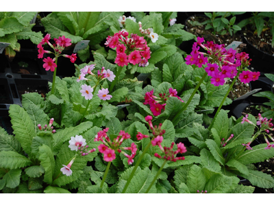 Primula japonica