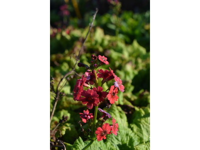 Primula japonica