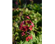 Primula japonica Millers Crimson