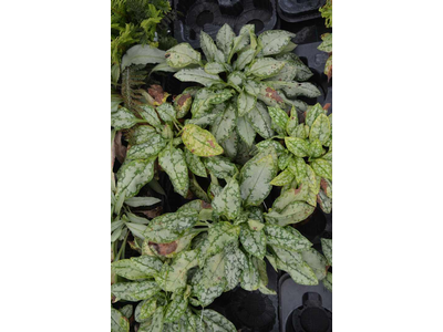 Pulmonaria