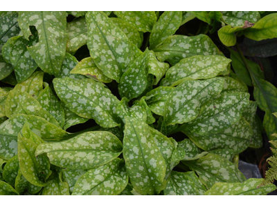 Pulmonaria