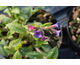 Pulmonaria saccharata Leopard