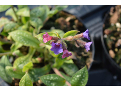 Pulmonaria saccharata