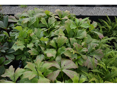 Rodgersia podophylla