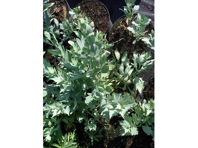 Romneya coulteri