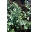 Romneya coulteri