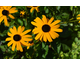Rudbeckia fulgida Early Bird Gold