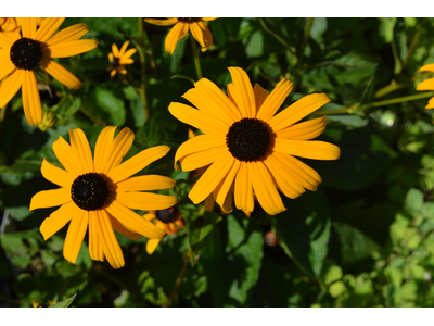 Rudbeckia fulgida