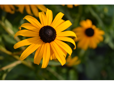 Rudbeckia fulgida