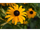 Rudbeckia fulgida