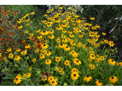 Rudbeckia fulgida var. speciosa