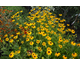 Rudbeckia fulgida var. speciosa