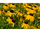 Rudbeckia fulgida Viette's Little Suzy