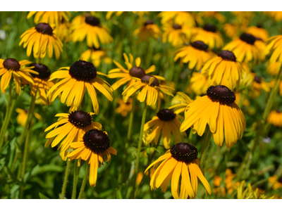 Rudbeckia fulgida