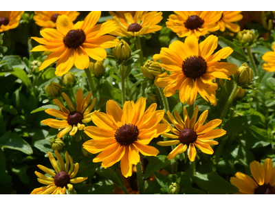 Rudbeckia hirta