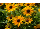 Rudbeckia hirta Rudy Mini Yellow