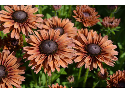 Rudbeckia