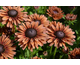 Rudbeckia Summerdaisy's Cherry
