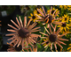 Rudbeckia Summerina Electra Shock