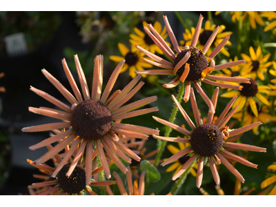 Rudbeckia