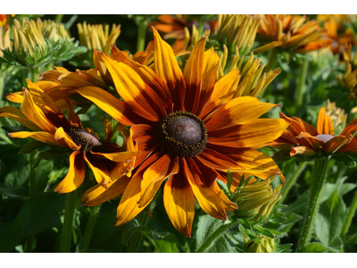 Rudbeckia