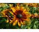 Rudbeckia Summerina Sizzling Sunset