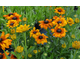 Rudbeckia Summerina Yellow
