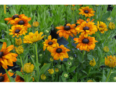 Rudbeckia