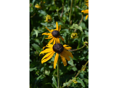 Rudbeckia fulgida