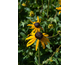 Rudbeckia fulgida Goldblitz