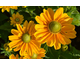 Rudbekia hirta Amarillo Gold