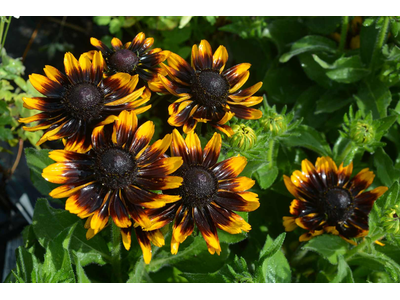 Rudbeckia hirta