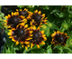Rudbeckia hirta Rudy Mini Yellow Black