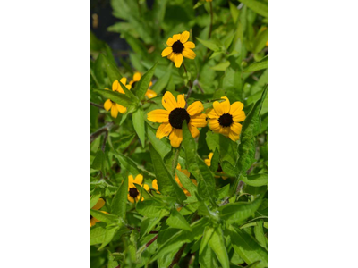 Rudbeckia triloba