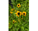 Rudbeckia triloba Blackjack Gold